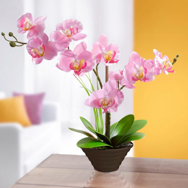 Dekoračná orchidea
